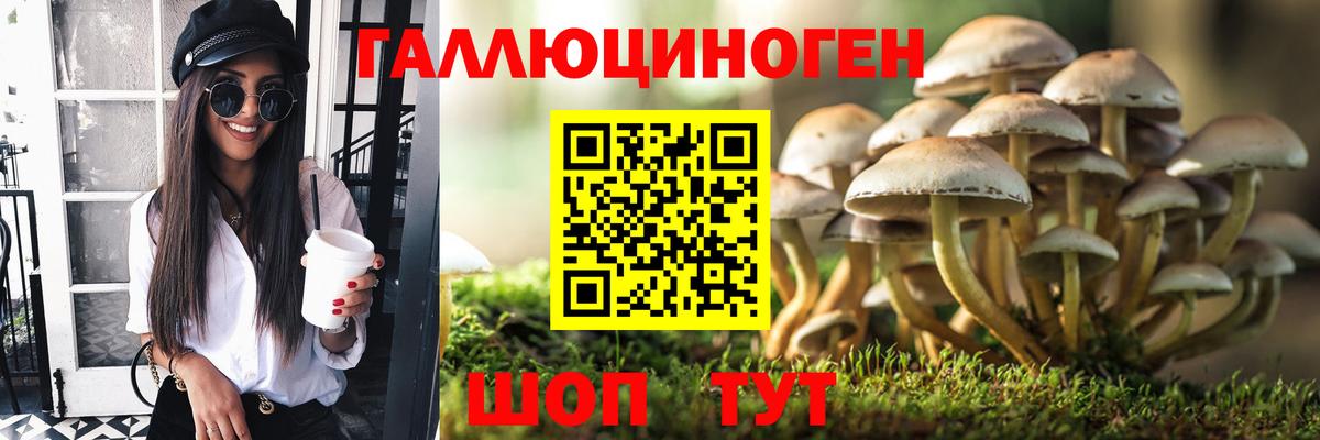 Галлюциногенные грибы Psilocybe Пушкино